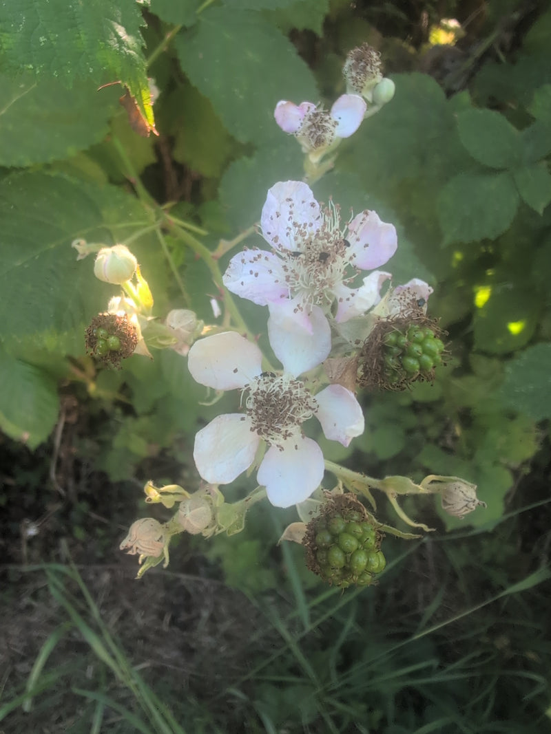 Frambozenkever — Bild 1
