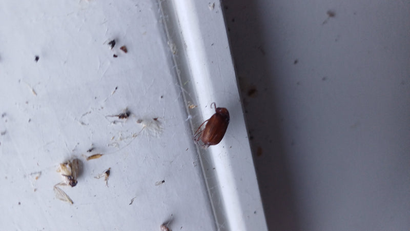 Een frambozenkever zit op een lichte, gladde oppervlakte. Het insect is duidelijk zichtbaar en rust.