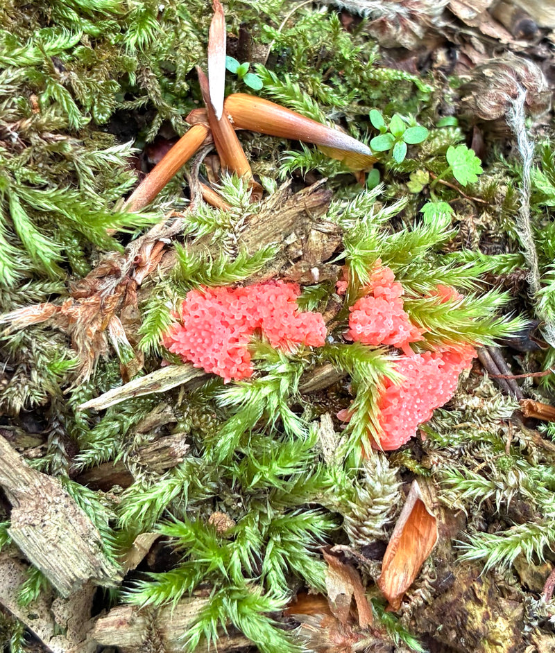 Frambozensporenkussentje — Bild 1