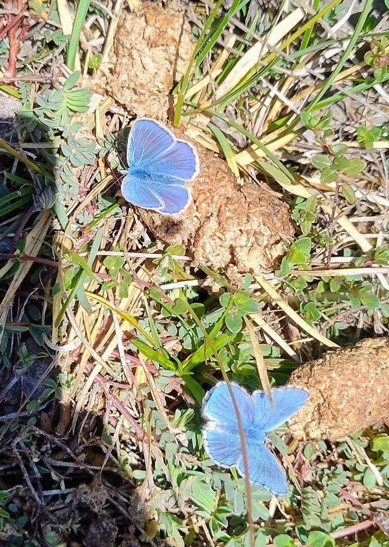 Himmelblauer Bläuling — Bild 1