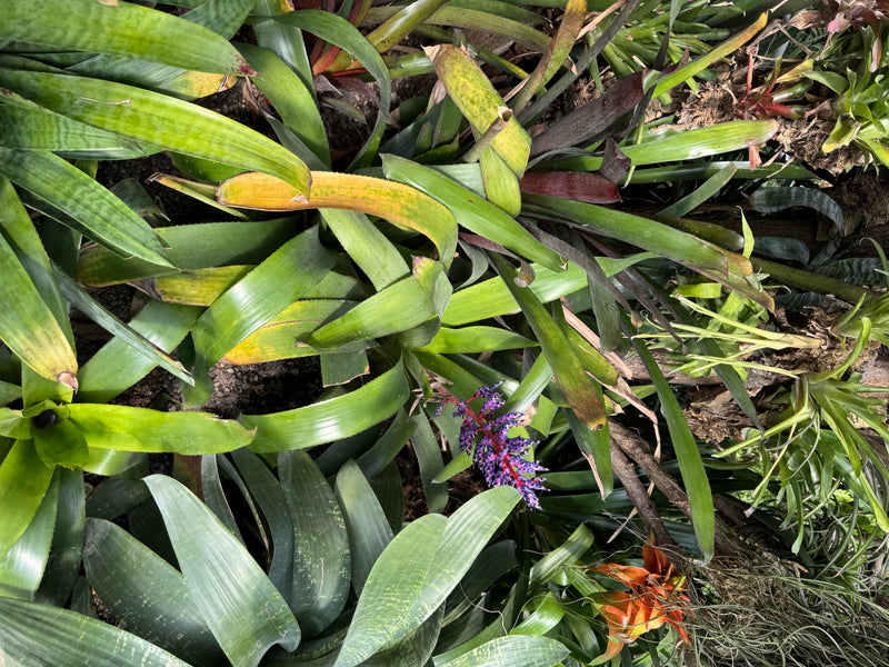 Himmels-Aechmea — foto 1 van 4