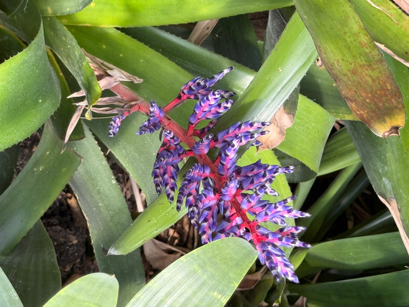Himmels-Aechmea — foto 4 van 4