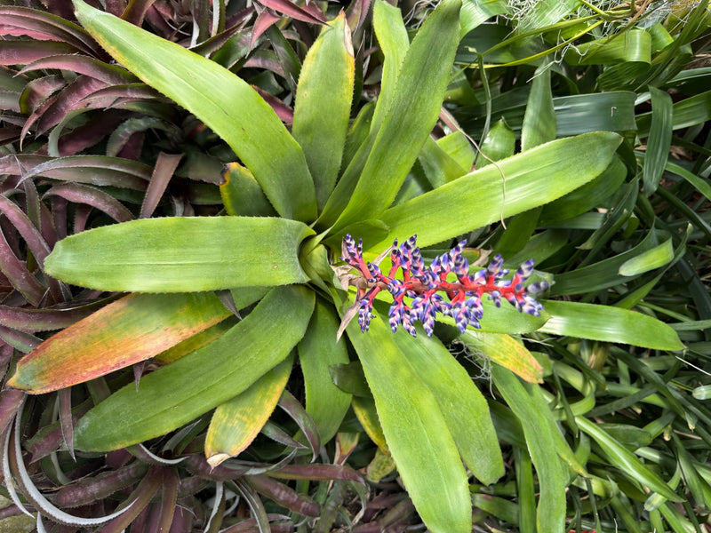Himmels-Aechmea — foto 3 van 4