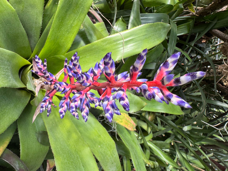 Himmels-Aechmea — foto 2 van 4