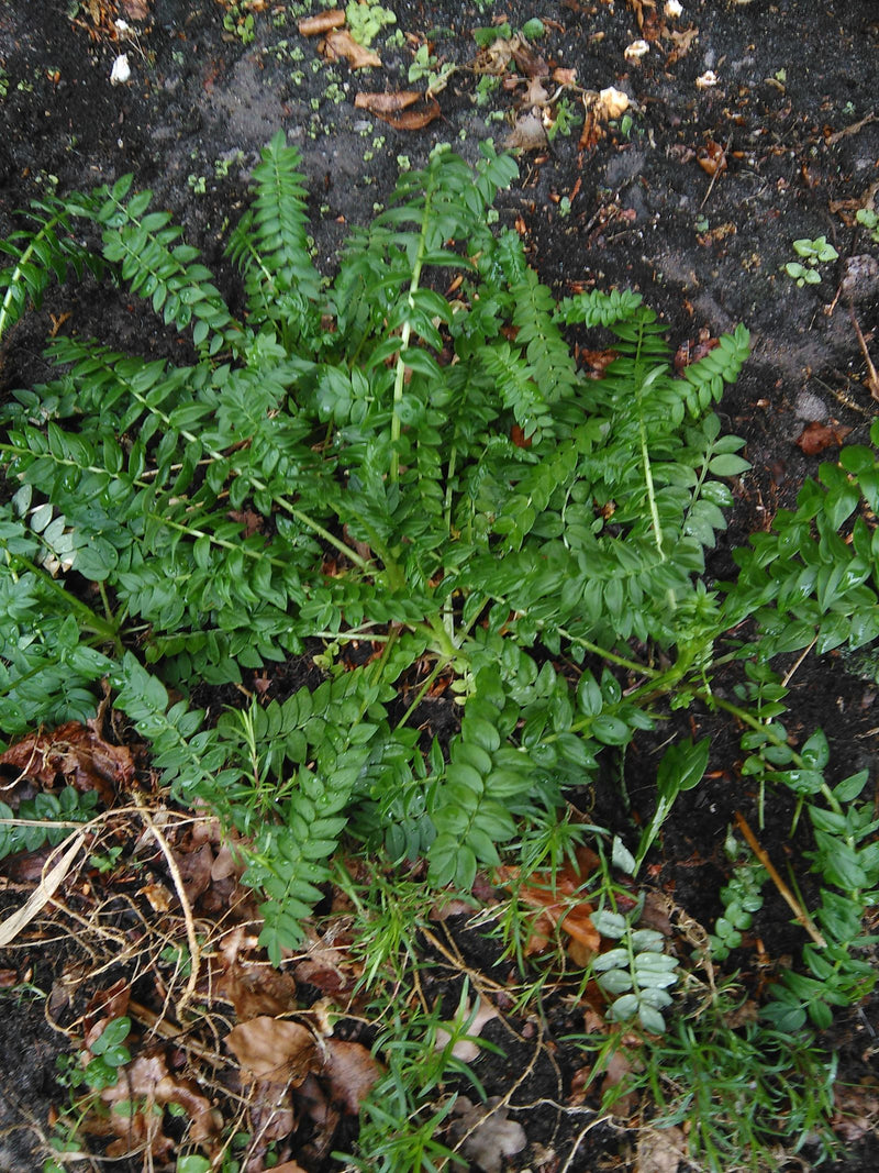 Jacobs ladder — Bild 1