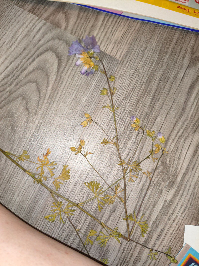 Te zien is een geperste Jacobsladder die op een lichte houten vloer ligt. De gedroogde plant toont zijn typische geveerde bladeren en blauwachtige bloemen.