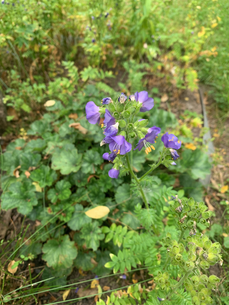Er is een bloeiende jacobsladder te zien met karakteristieke blauwe bloemen en geveerde bladeren. De plant staat in een natuurlijke omgeving met groene grond.