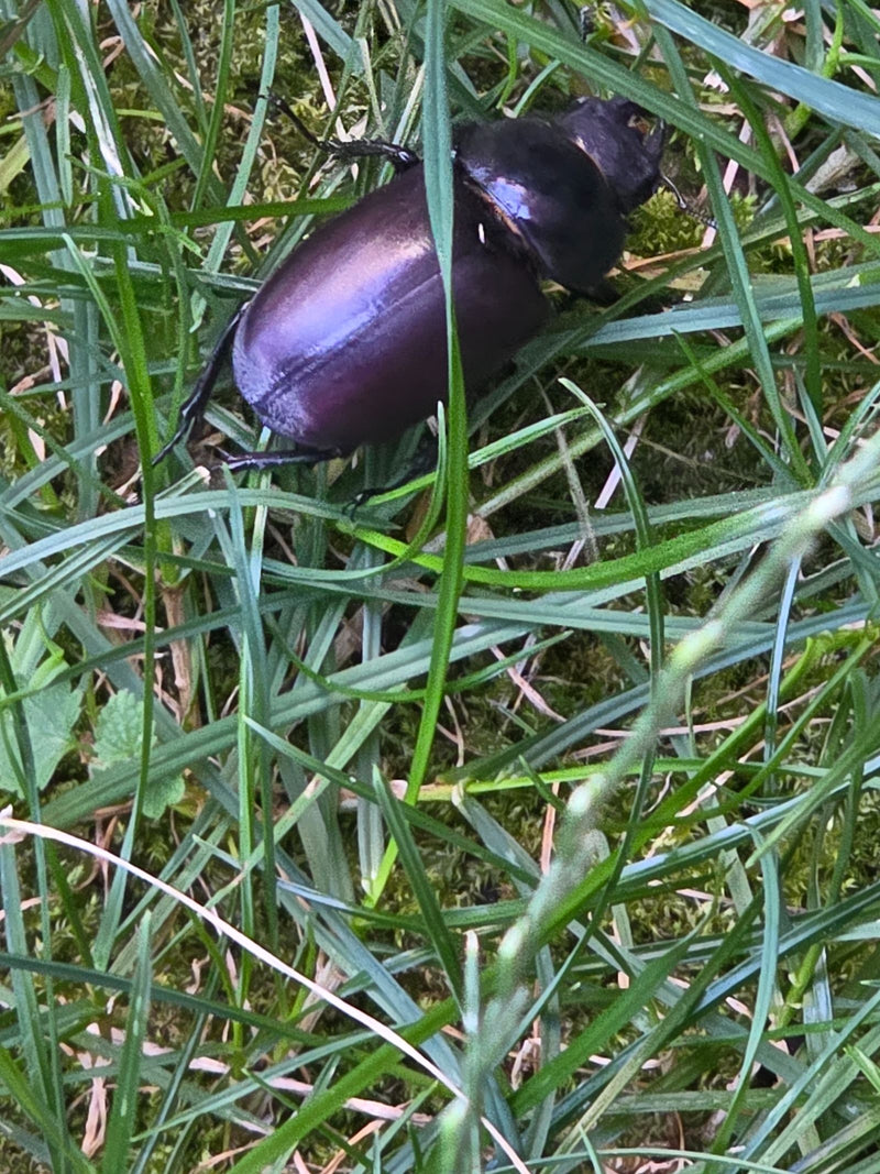 Een vrouwtjes Vliegend hert zit in het groene gras op de grond. Het insect is van boven te zien.