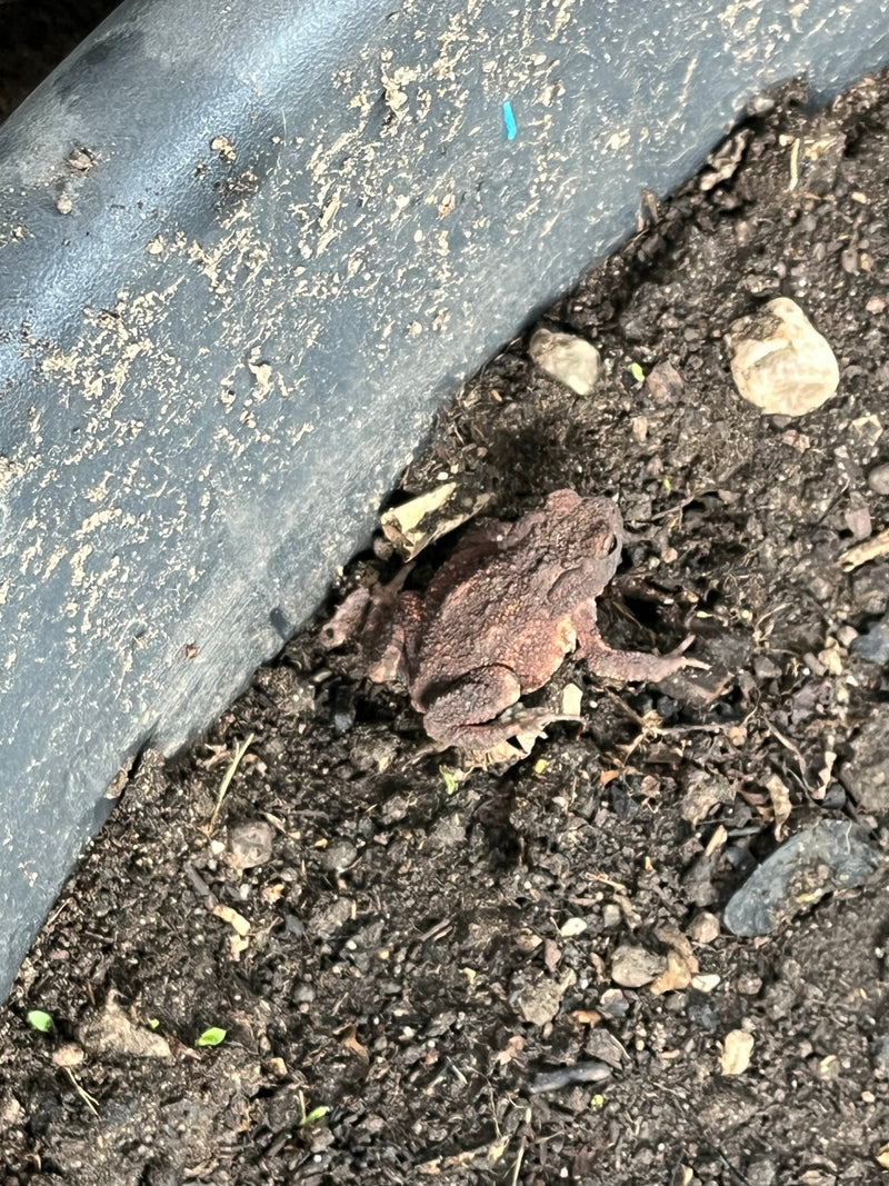 Hert kever — foto 1 van 21