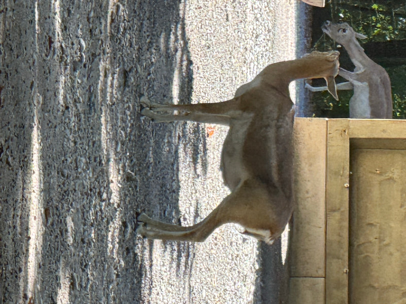 Hirschziegenantilope — foto 4 van 4