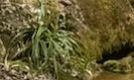 Hirschzungenfarn — Bild 2
