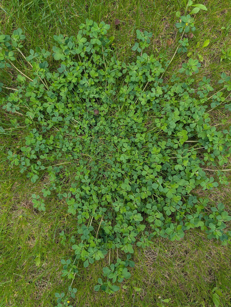 Hopfenklee — Bild 1