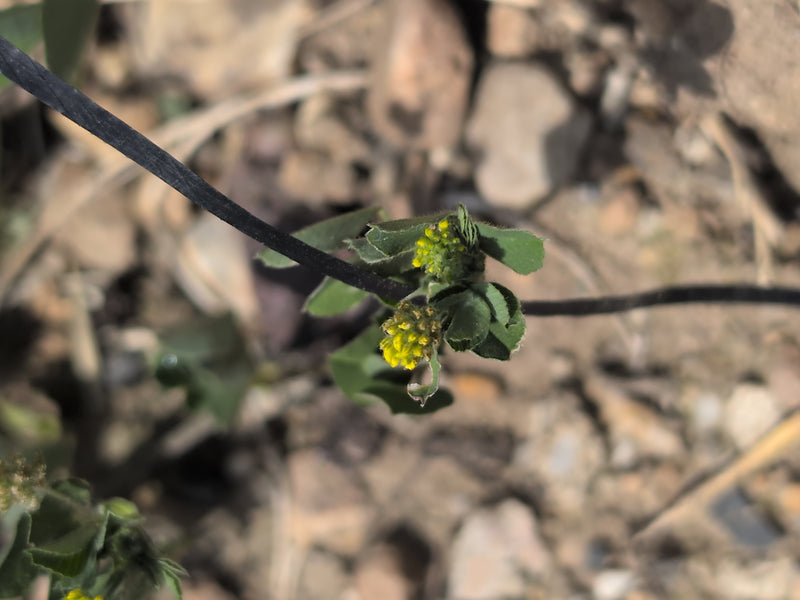 De afbeelding toont een bloeiende hopklaver met kleine gele bloemhoofdjes en drietallige bladeren. De plant groeit op schrale grond met stenen.