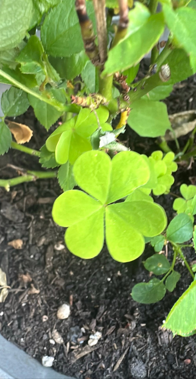 Hoornzuring — Bild 2