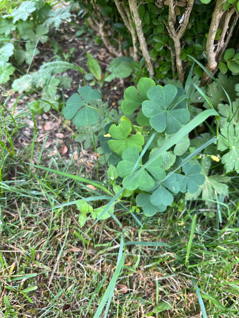 De afbeelding toont gehoornde klaverzuring met typische drietallige bladeren groeiend in het gras op de grond.