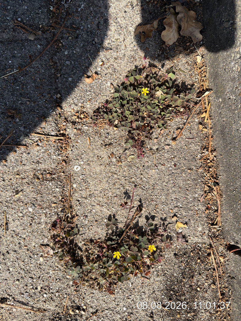 Gehoornde klaverzuring is te zien in een straatvoeg, met kenmerkende drietallige bladeren en kleine gele bloemen.