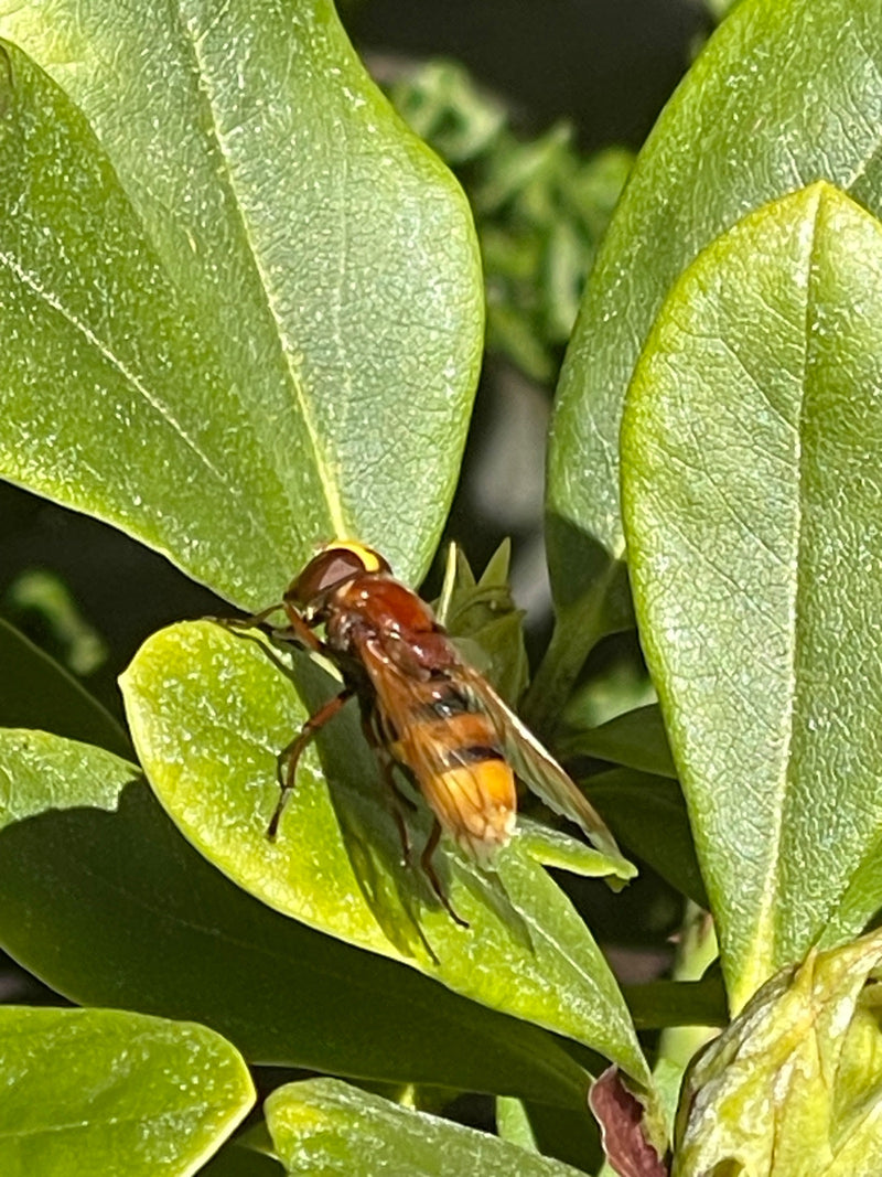 Een stadsreus rust van bovenaf gezien op een groen blad van een plant.
