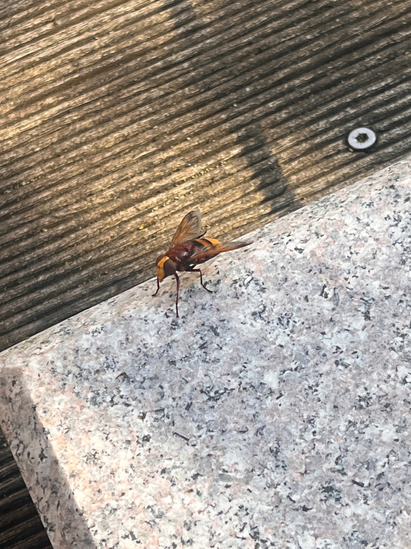 Horzel zweefvlieg — foto 4 van 20