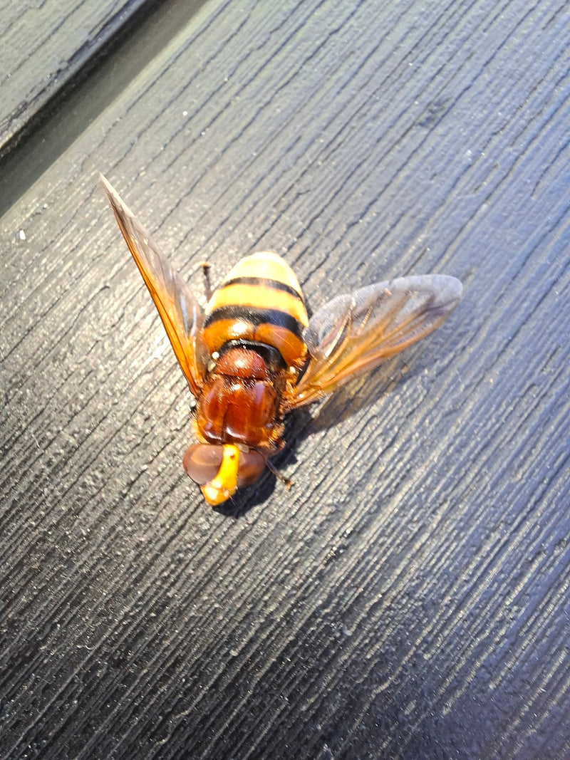 Horzel zweefvlieg — foto 3 van 20