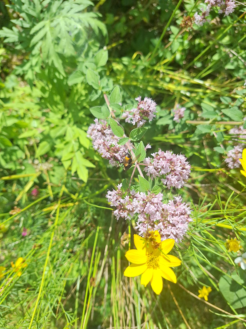 Hommel zweefvlieg — Bild 1