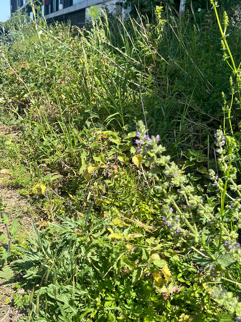 Hommel (onbepaalde soort) — Bild 4