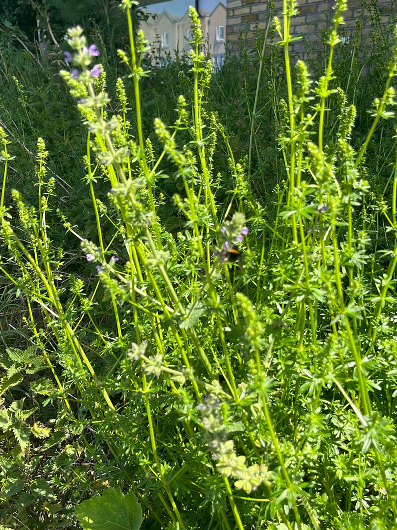 Hommel (onbepaalde soort) — Bild 3