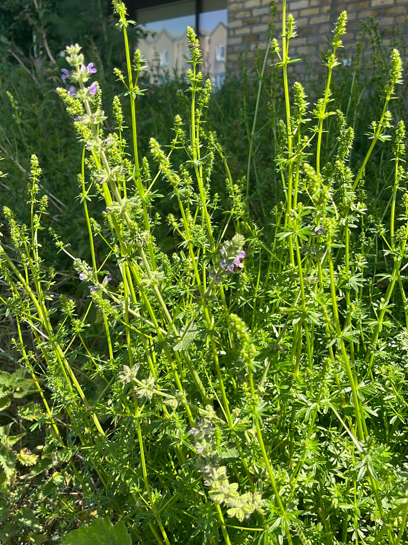 Hommel (onbepaalde soort) — Bild 2