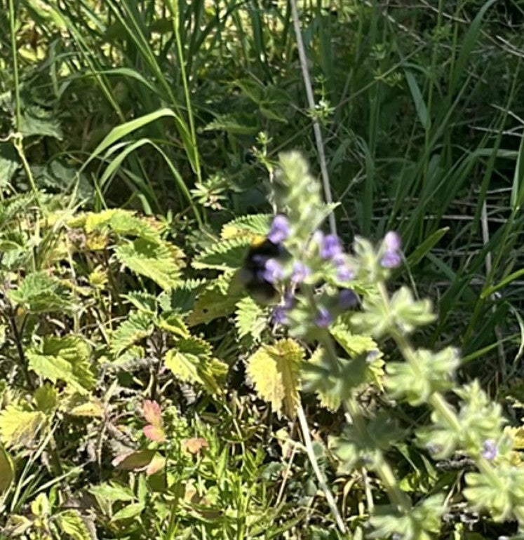 Hommel (onbepaalde soort) — Bild 1