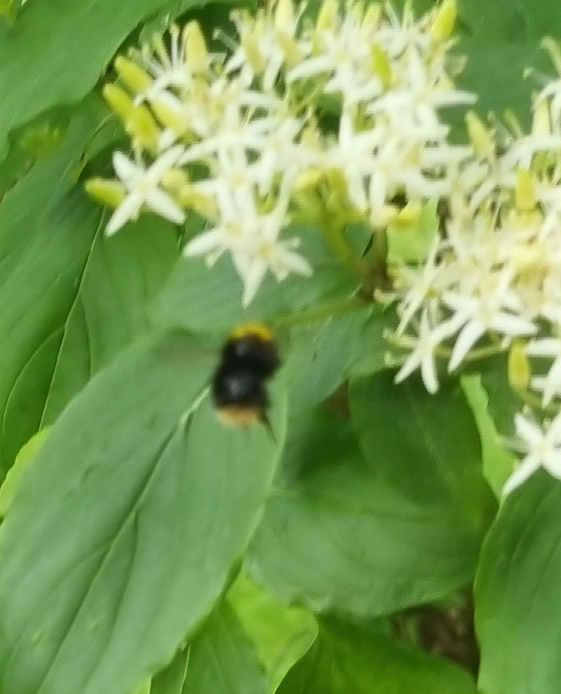 Hommel (onbepaalde soort) — Bild 5