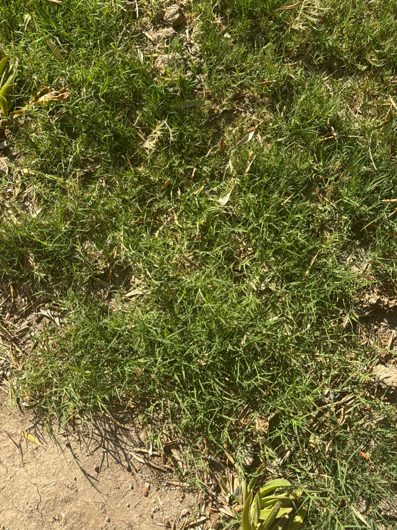 Hondtandgras — Bild 4