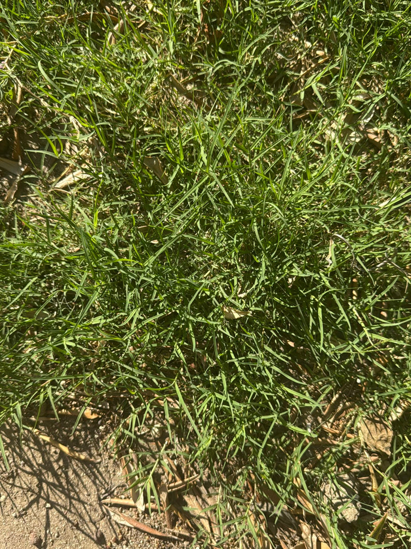 Hondtandgras — Bild 1