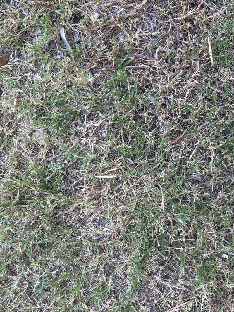Hondtandgras — Bild 2