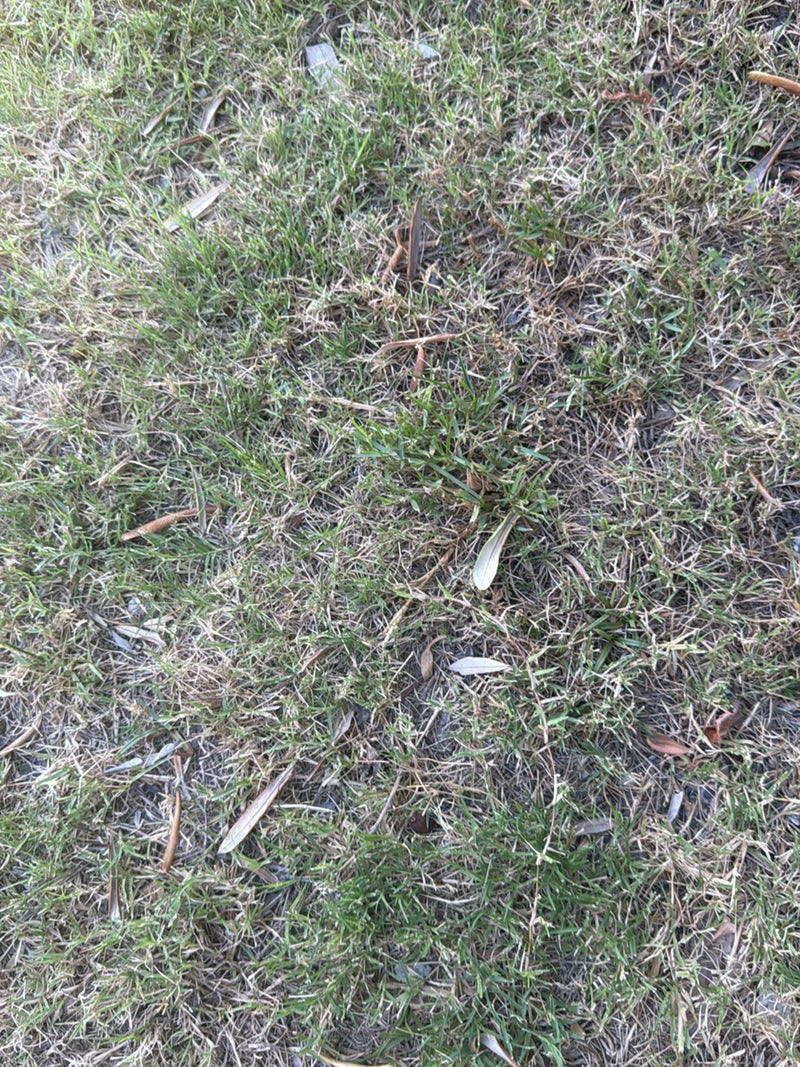 Hondtandgras — Bild 5