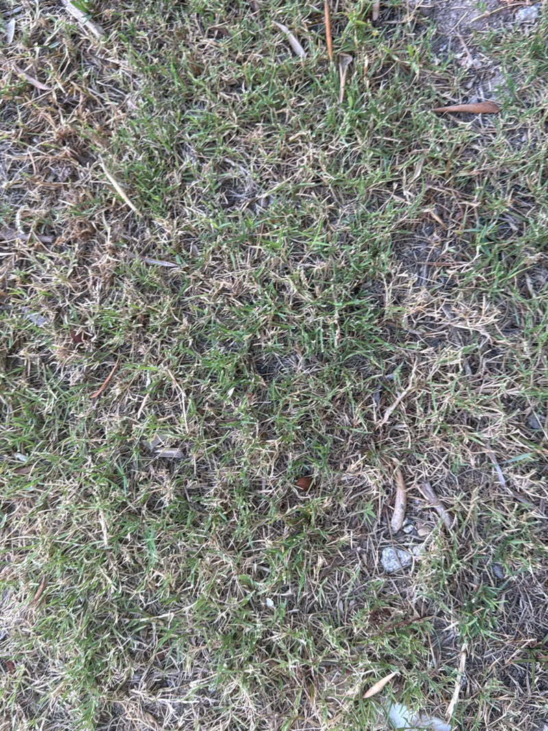 Hondtandgras — Bild 3