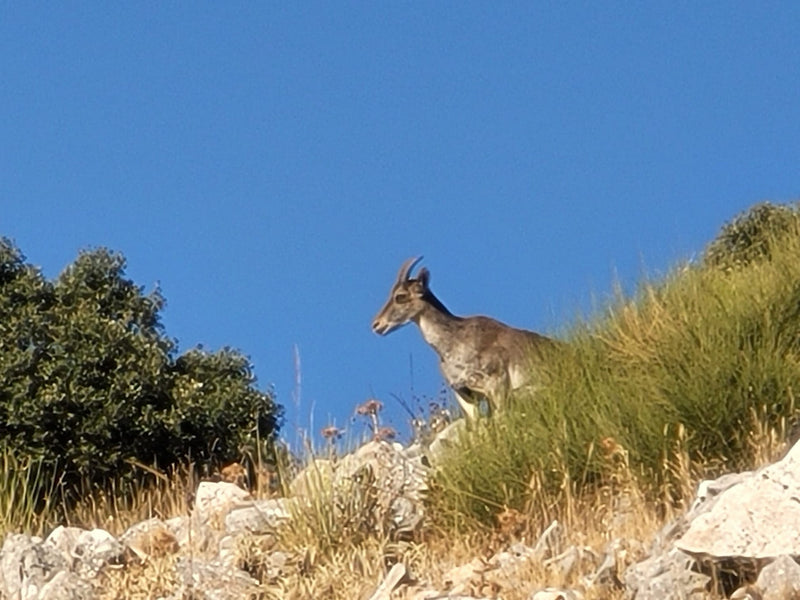 Iberische steenbok — Bild 1