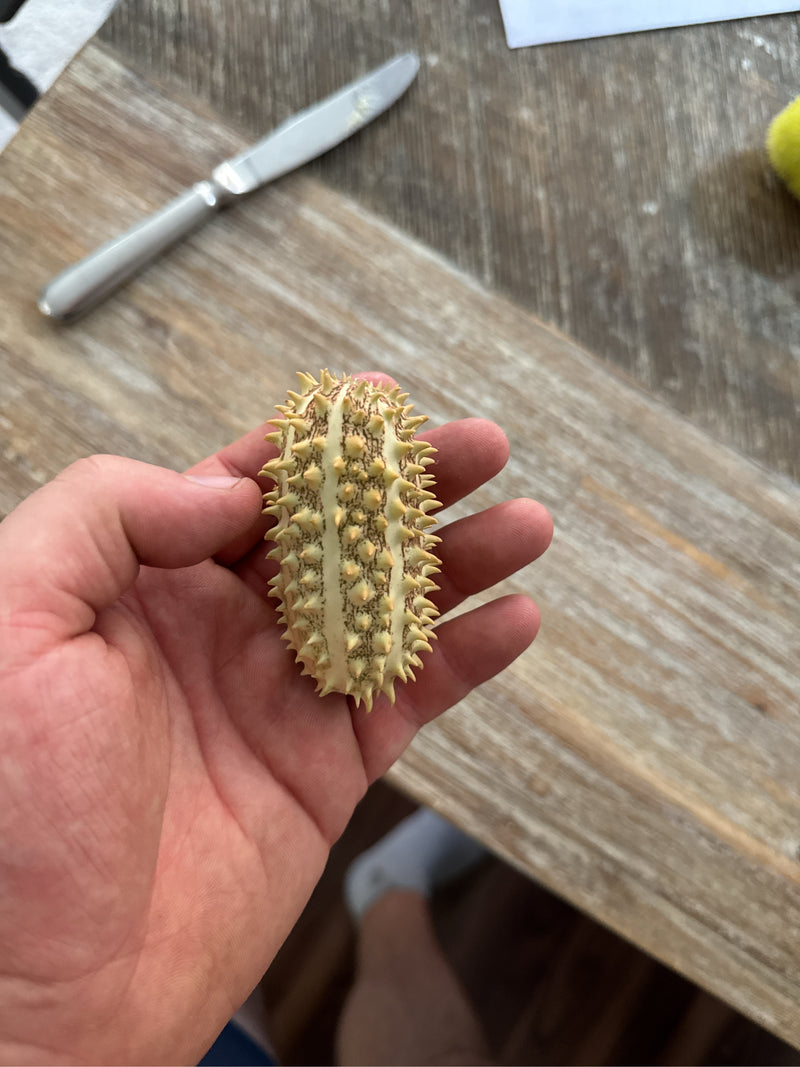 Igel-Gurke — foto 2 van 2