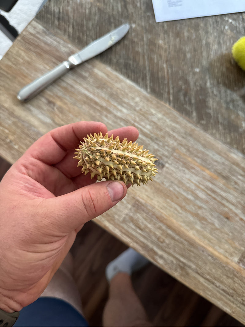 Igel-Gurke — foto 1 van 2