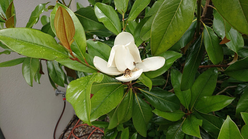 Groenblijvende magnolia — Bild 1