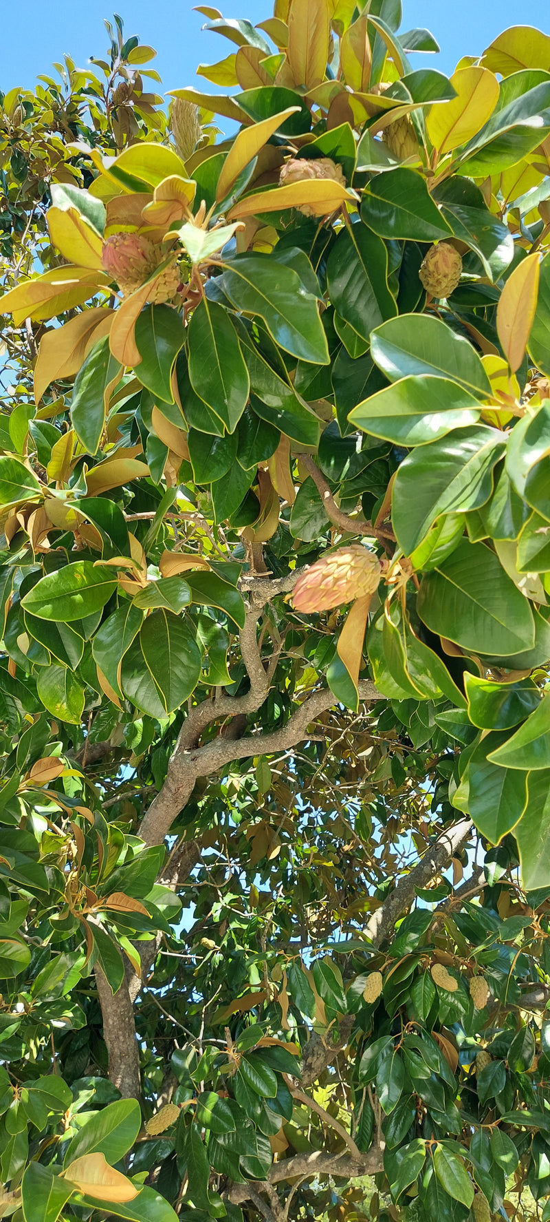 De afbeelding toont de dichte, donkergroene bladeren en kenmerkende vruchten van een magnolia grandiflora. De foto is naar boven gericht in de boomkrans.