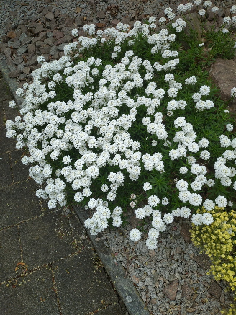 Groenblijvende snoeptoef — Bild 1
