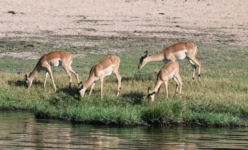 Vier hoornloze impala's grazen op een grasrijke oever aan het water.