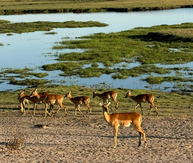 Een groep impala's staat en loopt op zandgrond nabij een met gras begroeide waterpartij.