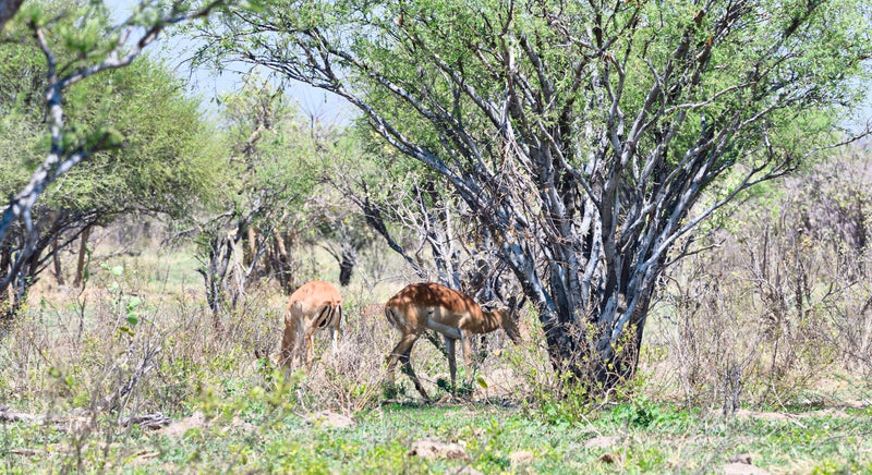 Twee vrouwelijke impala's foerageren op de grond onder bomen.