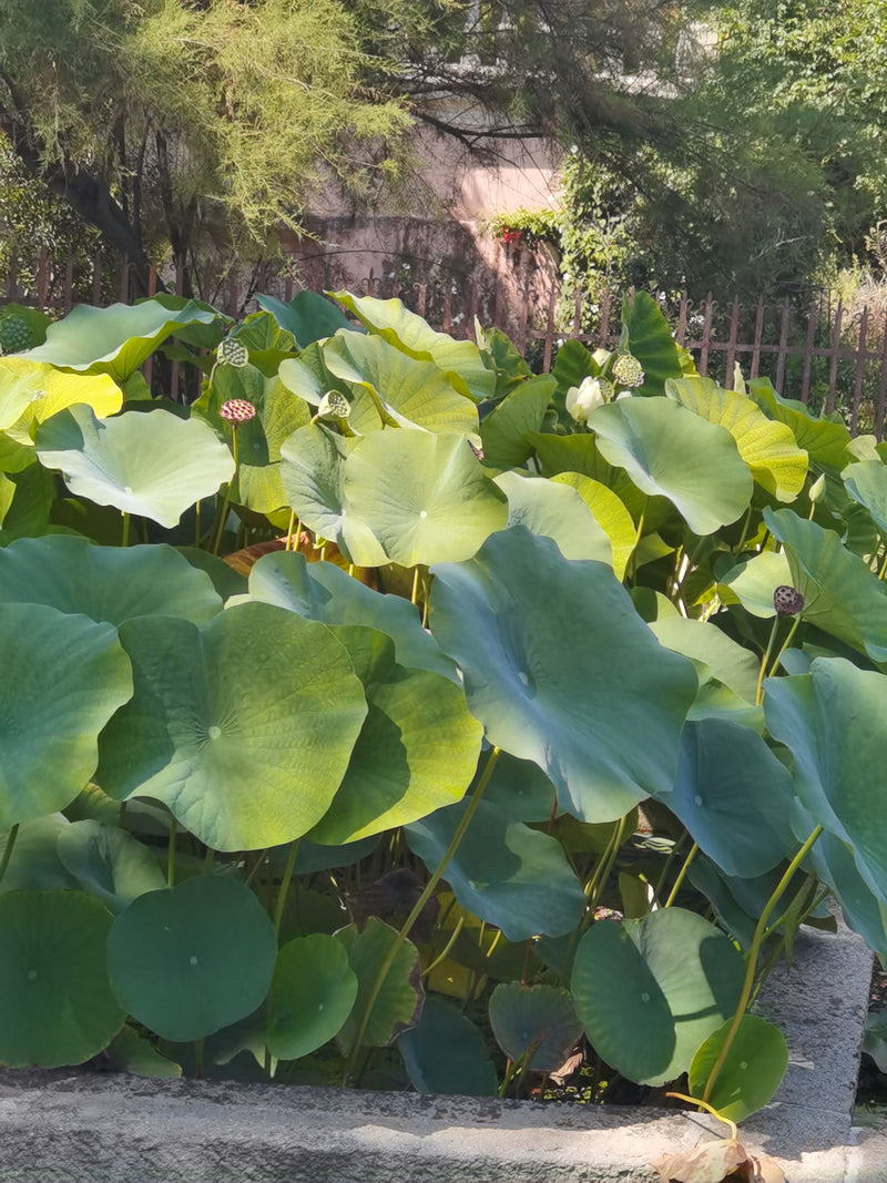 Indische lotusbloem — Bild 1