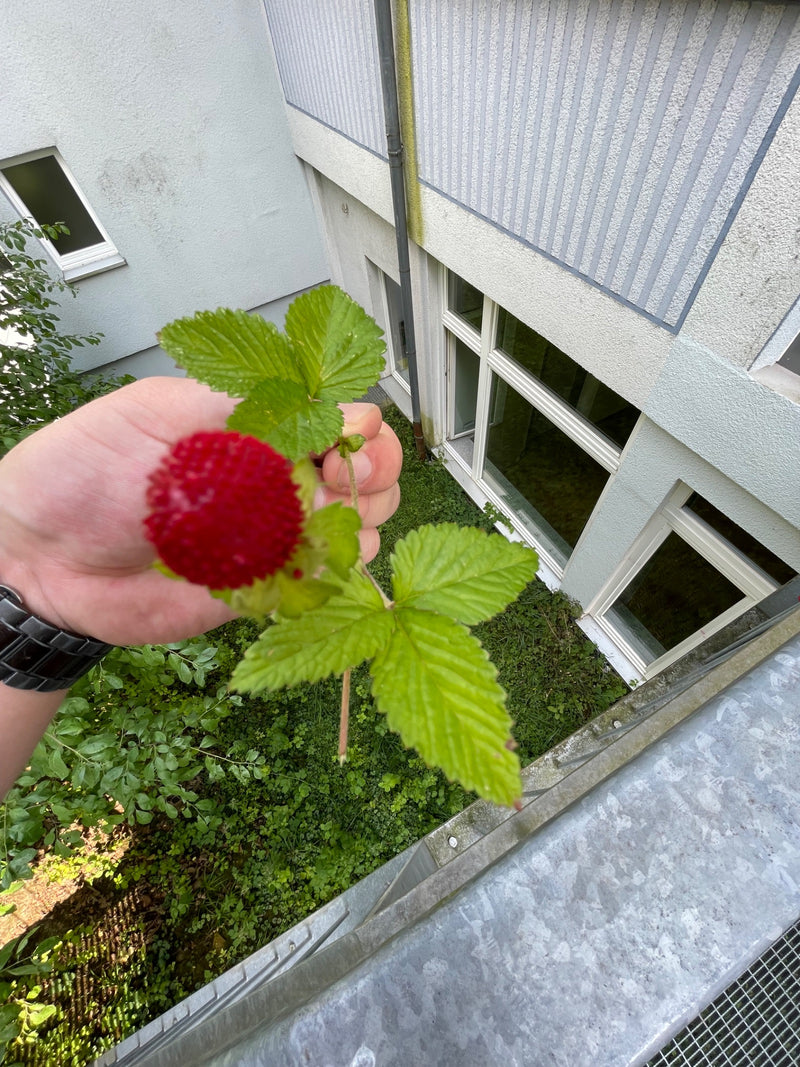 Een hand houdt een stengel van de schijnaardbei vast met groene bladeren en een rode, aardbei-achtige vrucht. Op de achtergrond zijn een gebouw en een groene...