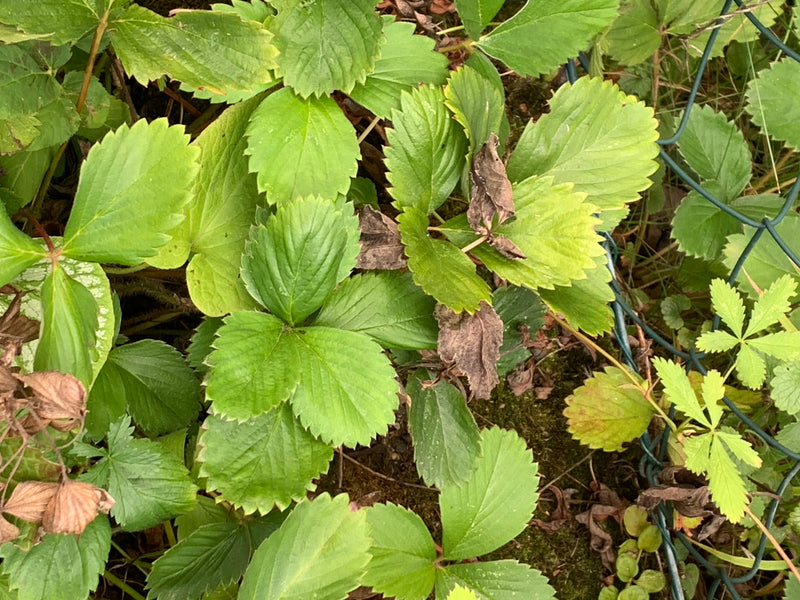 De typische groene, drietallige bladeren van de schijnaardbei zijn zichtbaar. Ze groeien dicht op de grond bij een gaashek.
