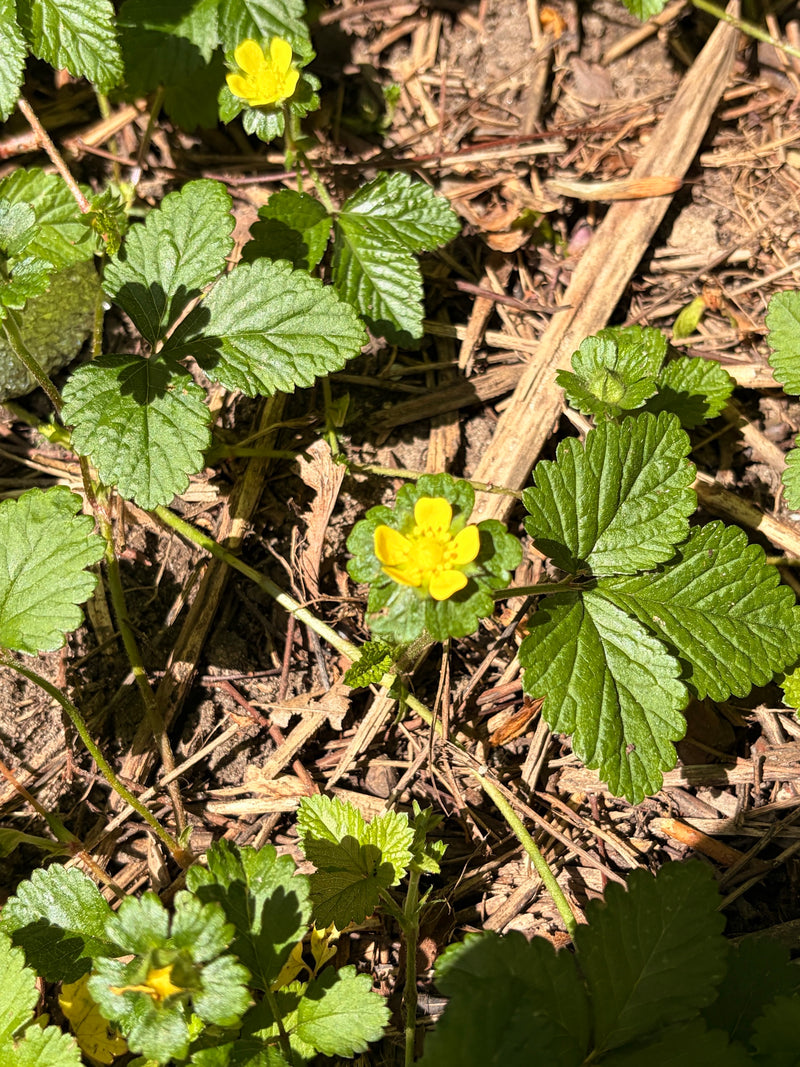 De afbeelding toont de typische gele bloemen en drietallige bladeren van de schijnaardbei. De plant groeit op een met mulch bedekte bodem.