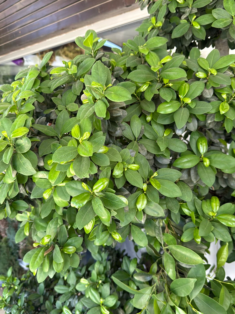 Het dichte, glanzende bladerdak van een Chinese vijg is te zien met lichtgroene jonge scheuten. De plant staat in een binnenruimte.