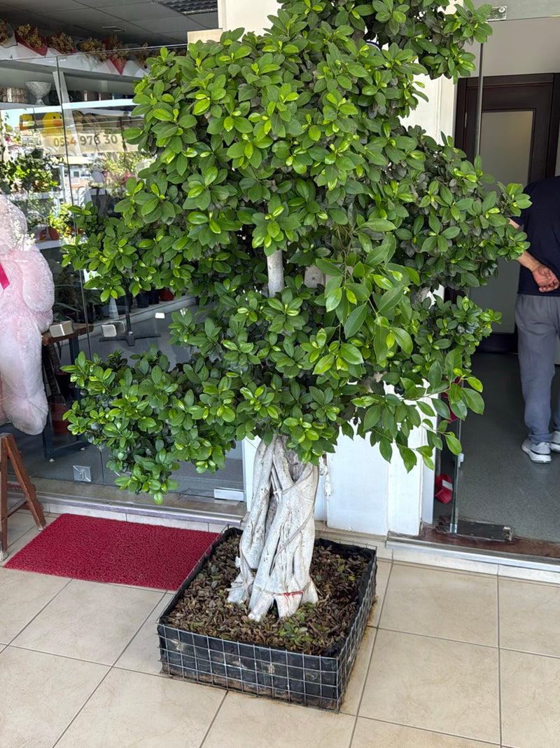 De afbeelding toont een Chinese vijg met dicht groen bladerdak en een opvallende lichte stam in een grote plantenbak. De plant staat voor een glazen pui in e...