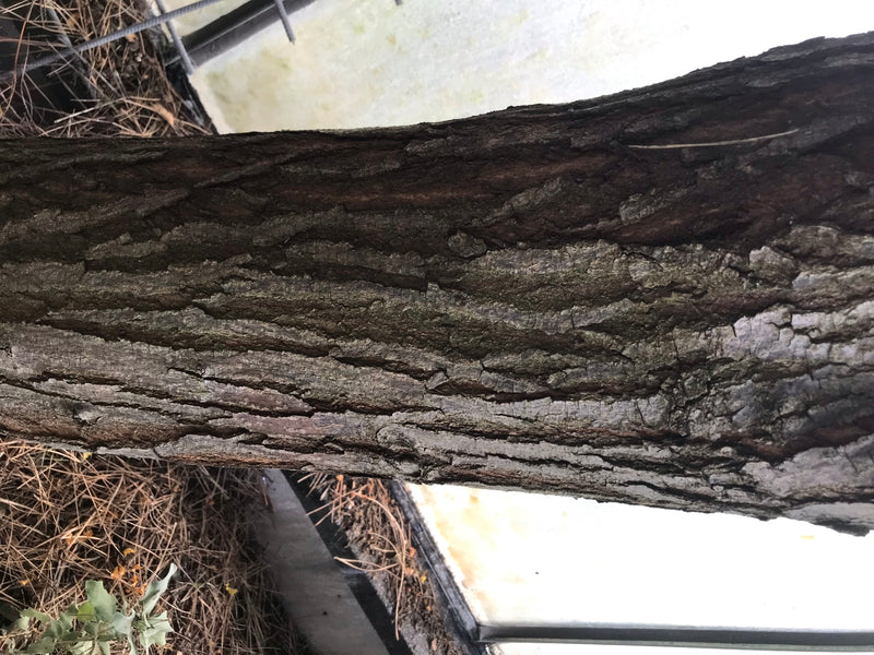 Indischer Zederachbaum — foto 3 van 4